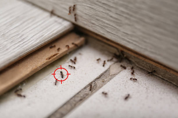 Best Exterminator Services  in Martin, SD