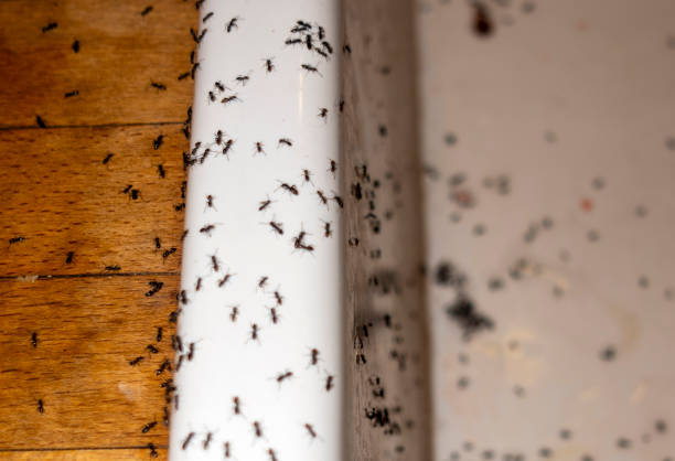 Best Mosquito Control Services  in Martin, SD