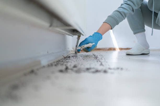 Best Wasp Removal Services  in Martin, SD